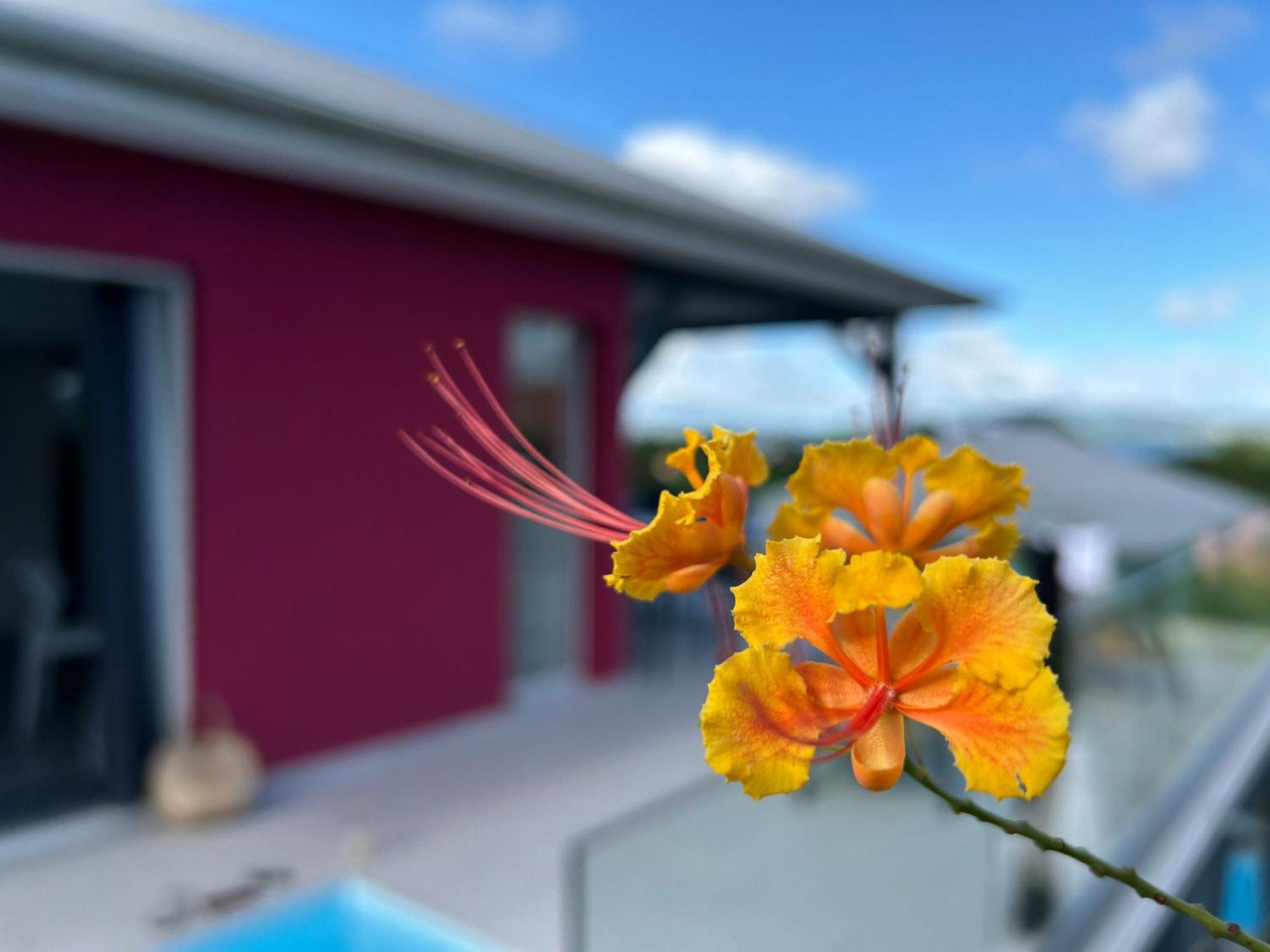 La Villa Jalna Grenadine Deux Chambres Et Piscine Privee Les Trois-Ilets Buitenkant foto